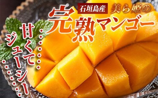 ［予約受付］美ら姫マンゴー2kg（完熟・アーウィン種）≪2026年7月中旬～順次発送≫【 産地直送 沖縄県 石垣市 マンゴー フルーツ 果物 南国 石垣島 】CB-2