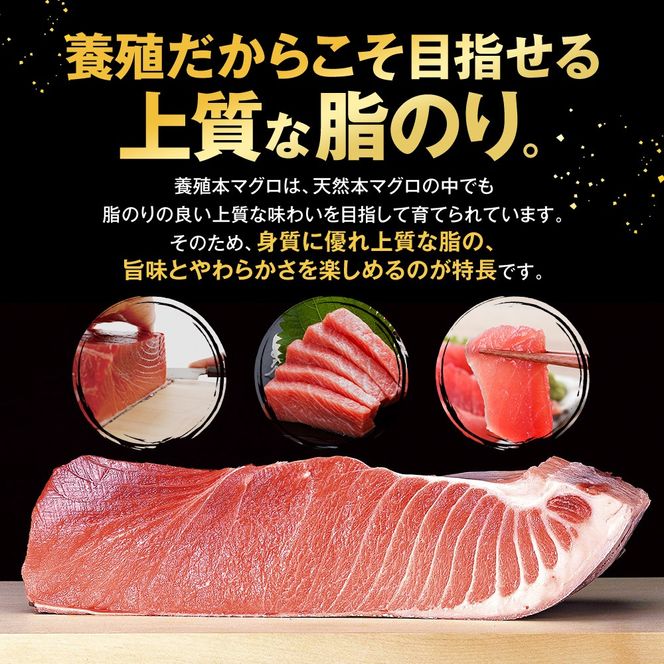 極みシリーズ マグロ 食べ比べセット 赤身 中とろ 大とろ 合計約1kg 詰合せ 本鮪 本マグロ 食べ比べ 大トロ 中トロ 定型柵 刺身 まぐろ 解凍 鮪 漬け マグロ ユッケ 海鮮 魚 魚類 ふるさと納税 静岡県 藤枝市
