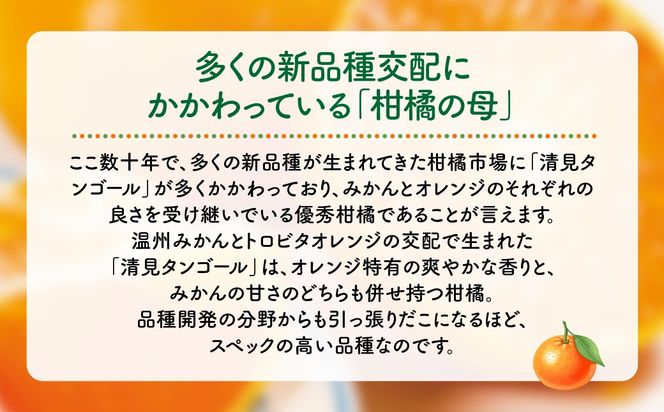 【先行予約】産地直送！愛媛県産清見タンゴール 5kg（2027年2月上旬より順次発送） IKTF022