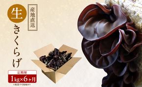 【 産地直送 】 有機JAS 生きくらげ 定期便 1kg×6ヶ月 オーガニック きくらげ きのこ 野菜 岡山県 玉野市 栽培期間中化学肥料不使用 栽培期間中農薬不使用 野菜セット 