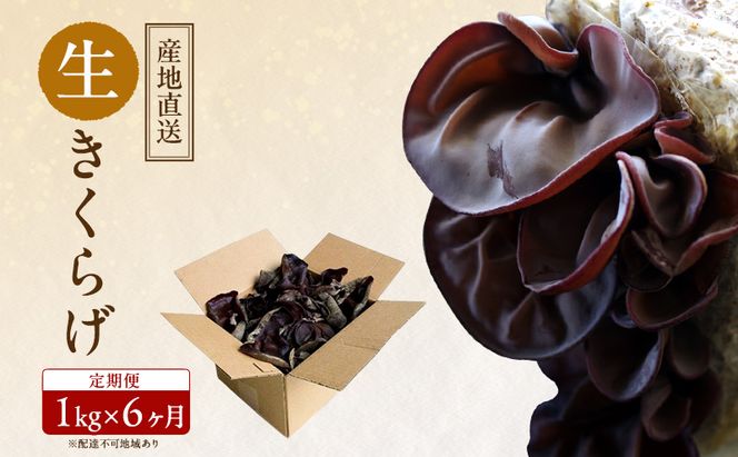 【 産地直送 】 有機JAS 生きくらげ 定期便 1kg×6ヶ月 オーガニック きくらげ きのこ 野菜 岡山県 玉野市 栽培期間中化学肥料不使用 栽培期間中農薬不使用 野菜セット 