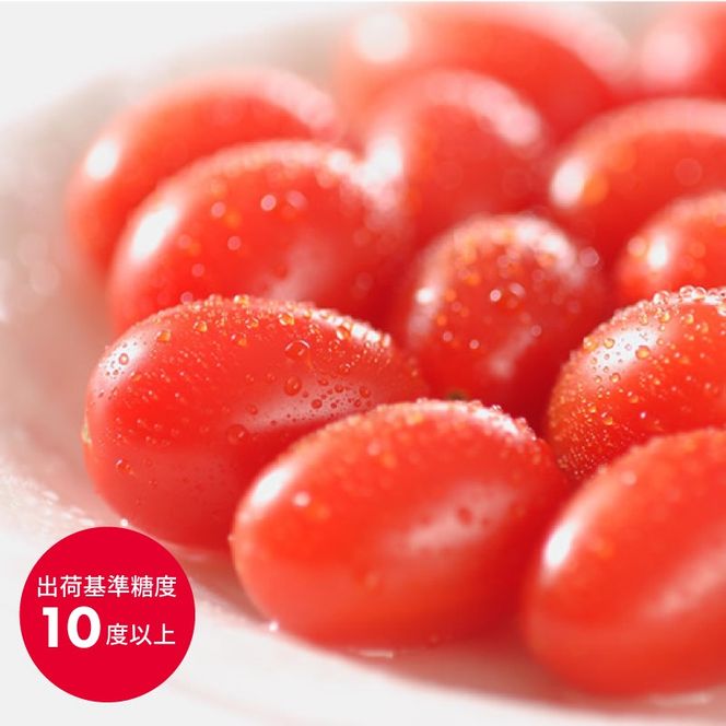  甘い ミニトマト アメーラルビンズ トマト 5パック 高糖度 10度 以上 化粧箱入り 産地 直送 新鮮 旬の 野菜 高級 フルーツトマト ジュース にも 静岡県 藤枝市