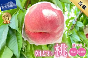 【2026年発送】 山梨の朝どれ桃 【単品 定期便 が選べる】 もも 山梨県産桃 果物 くだもの 果物 フルーツ 山梨 富士吉田