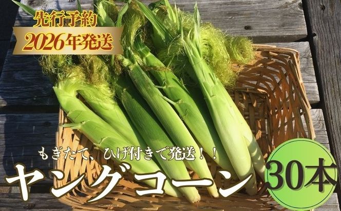 【ふるさと納税】【2026年先行予約】山梨県産 ヤングコーン 30本入｜朝採れ もぎたて発送 ヒゲ付き 甘い 国産 とうもろこし トウモロコシ 野菜 産地直送 送料無料【炭香ファーム】FC004