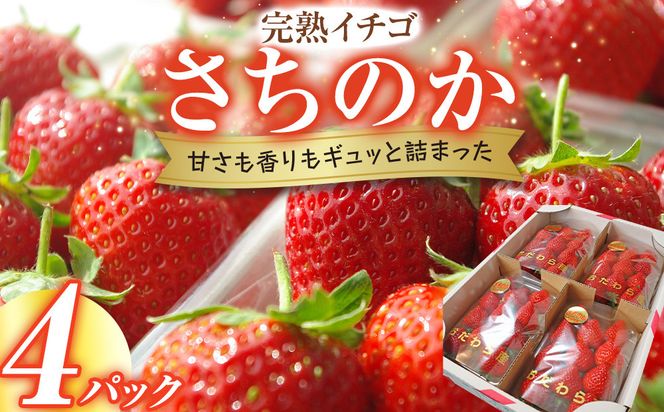 完熟イチゴ　さちのか　希少いちご　神奈川県産　苺　４パック入り 142069_CP006