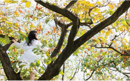 明日 わたしは柿の木にのぼる/しっかりケアセット