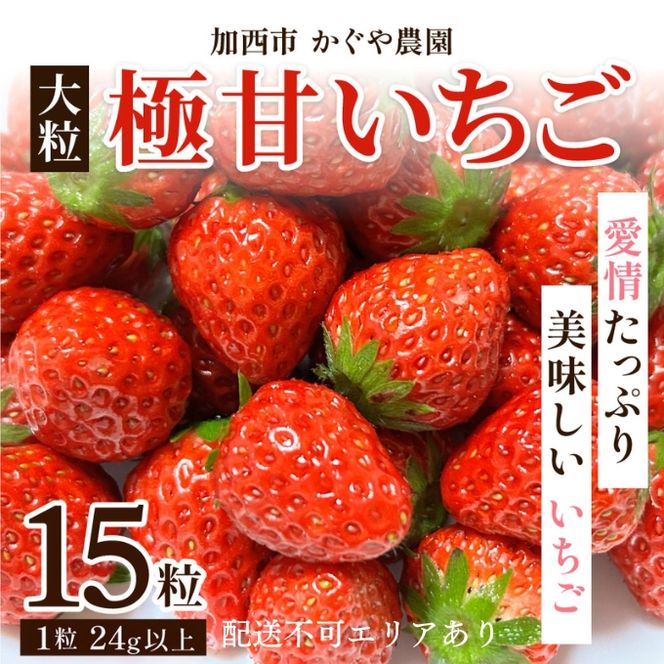 【令和8年産】 かぐや農園の極甘 いちご 大粒 15粒 果物 フルーツ 果実 高設栽培方式 紅ほっぺ かおり野 ロマンベリー お楽しみ