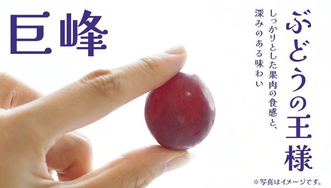 【 訳あり 】 巨峰 2kg 【2026年10月上旬発送開始】(茨城県共通返礼品：大子町) ぶどう 葡萄 ブドウ フルーツ 果物 スイーツ わけあり ワケあり ご自宅用 ご家庭用 自分用