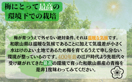  南高梅 青梅 紀州 10kg (L～2Lサイズおまかせ) 紀美野町産 【JAながみね】 / 梅 紀州南高梅 和歌山県産 梅干し 梅酒 梅シロップ 梅ジュース ※2026年6月中旬～6月下旬に順次発送 ※沖縄・離島配送不可 【jan005A】