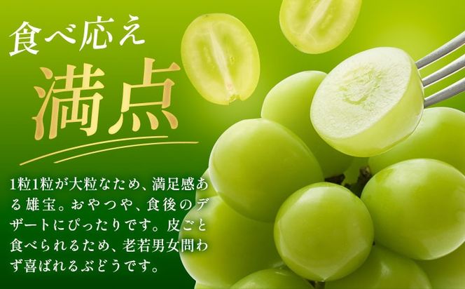 ぶどう 雄宝 1房 2房 贈答用もあり 大粒 種なし 皮ごと フルーツ 果物 ギフト 国産 季節限定 茨城県 結城市 《8月下旬-9月下旬頃出荷予定》 會澤ぶどう・キウイフルーツ園 【配送不可地域あり】(離島)---yuki_aizw_17_1p---