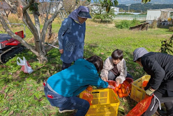 柿の木オーナー 韮崎大村財団柿の木オーナー [一般財団法人韮崎大村財団 山梨県 韮崎市 20745389] 柿 かき カキ 柿の木 オーナー オーナー証 オーナー制度 オーナープラン