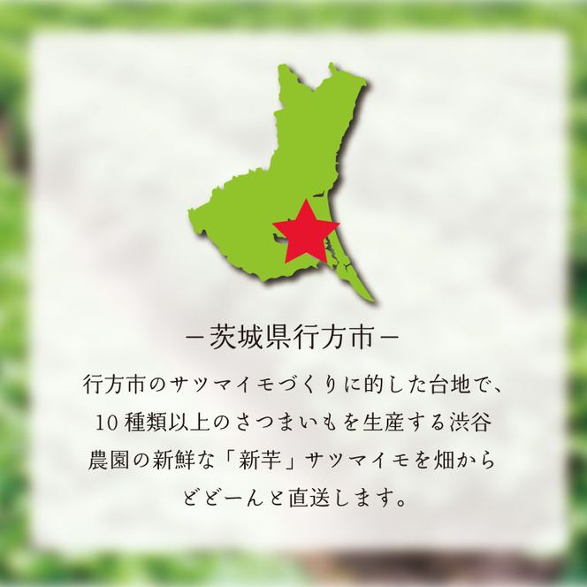 【2025年11月より順次発送】2025年度産 しっとり甘い淡いオレンジいも ほしあかね 約10kg｜さつまいも 芋 お芋 ほしあかね 渋谷農園 先行予約 茨城県 行方市(BZ-37)