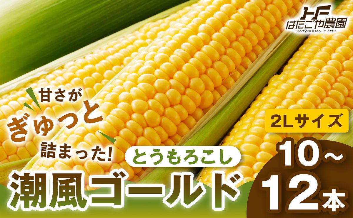 [夏の味覚]潮風ゴールド 2Lサイズ 10〜12本 とうもろこし トウモロコシ ゴールドラッシュ 黄色 潮風ゴールド スイートコーン 茹でとうもろこし BBQ 焼き肉 白浜町 304018_ET01