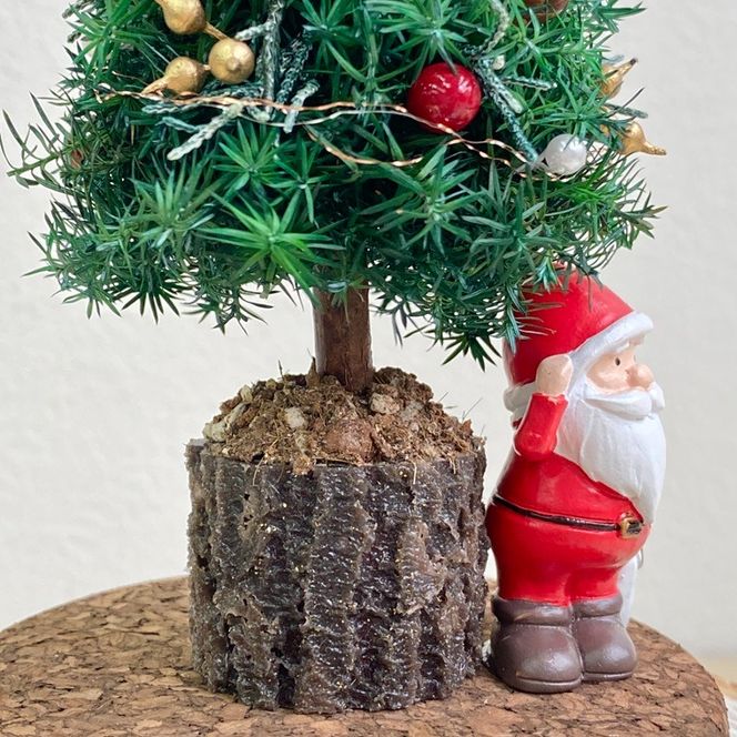 プリザーブドフラワー　ペールノエル　春日部市　シュガーパイン(AJ264)