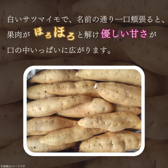 【2025年11月より順次発送】2025年度産 さつまいも しろほろり 約2kg｜さつまいも 芋 お芋 しろほろり 渋谷農園 先行予約 茨城県 行方市(BZ-60)