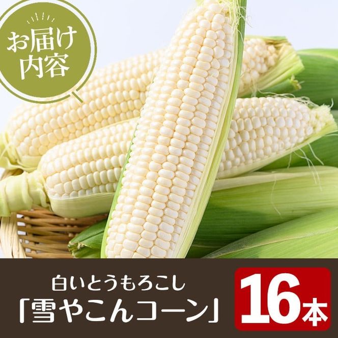 ＜先行予約受付中！2026年6月中旬以降順次発送予定＞白いとうもろこし「雪やこんコーン」(16本) 国産 トウモロコシ 玉蜀黍 ホワイト コーン 野菜 糖度 夏 イネ科 数量限定 期間限定【うとさんち】akn067-12