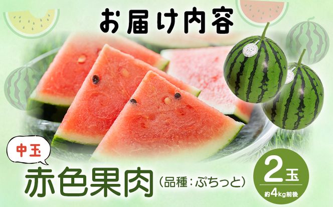 スイカ 江本農園の初夏のアンテナスイカ2玉 数量限定 のし 熨斗 高知県産 果物 くだもの フルーツ すいか 西瓜 スイカ 糖 完熟 甘い みずみずしい 瑞々しい ハウス栽培   em-0034