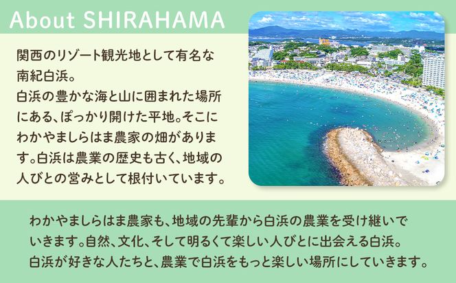 しらはまソラポタ 6袋 セットわかやましらはま農家 特製 ポタージュスープ 304018_DK04