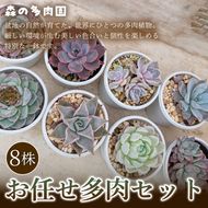 【初めての方にも育てやすい】色づきの美しい多肉植物お任せ多肉セット（8株）  1セット 多肉植物 多肉 植物 家庭菜園 初心者 簡単 厳選 無加温  美しい ハウス 色鮮やか 輸入苗 名張市特有 盆地気候 三重県 名張市