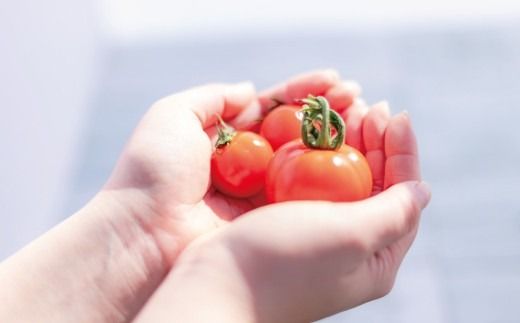 御殿場 中玉トマト シンディスイート 6パック（約1.2kg） ※～2026年7月発送