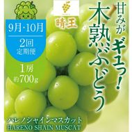先行予約 2回 定期便 晴王 木熟ぶどう ハレノシャイン シャインマスカット晴王 1房 約700g 9月・10月発送 種無し 皮ごと食べる みずみずしい 甘い フレッシュ 糖度保証 厳選品質 冷蔵 ハレノフルーツ