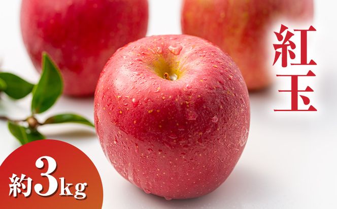【2026年9月～発送】 紅玉約3kg 7～9玉 りんご 長野県産