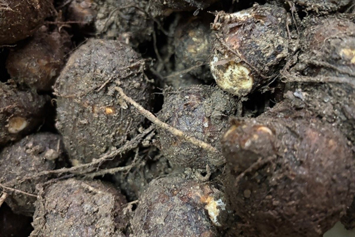 自然栽培さといも「大野芋」2kg 京都・京丹後産 自然栽培 旬野菜 さといも 里芋 サトイモ 芋 いも 野菜 やさい 根菜 旬 京都 京丹後 自然栽培 農薬不使用