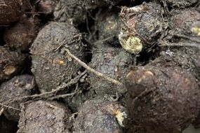 自然栽培さといも「大野芋」2kg 京都・京丹後産 自然栽培 旬野菜　さといも 里芋 サトイモ 芋 いも 野菜 やさい 根菜 旬 京都 京丹後 自然栽培 農薬不使用　AB00010