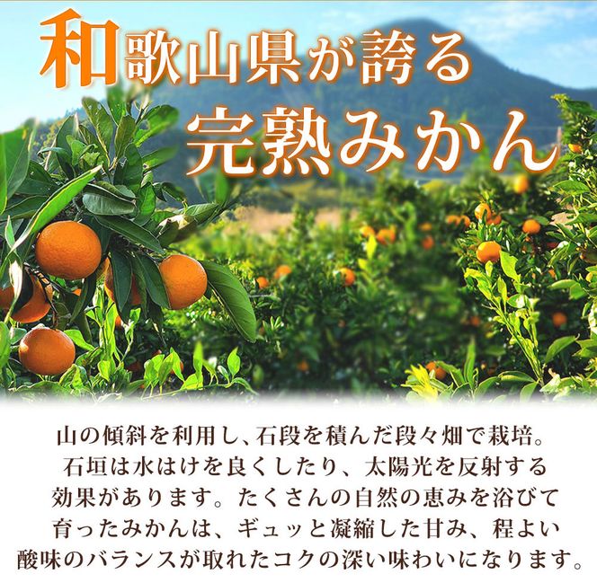 【有田の小粒みかん5kg　(S～3Sサイズ混合) ※2026年11月下旬～2027年1月下旬頃に順次発送予定  / みかん ミカン 蜜柑 温州みかん 柑橘 フルーツ 果物 くだもの 和歌山【uot845】 