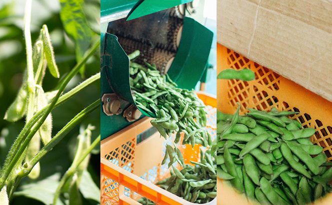 枝豆 【2026年6月発送】枝豆200g×10袋 合計2kg 福岡県大刀洗町産 豆 えだまめ 焼き枝豆 お弁当 おつまみ ※配送不可:北海道・沖縄・離島