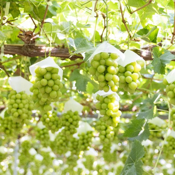 【2026年発送★先行予約】シャインマスカット&黒系ぶどう 各1房(2房合計1kg程度) 　 229-003-26y