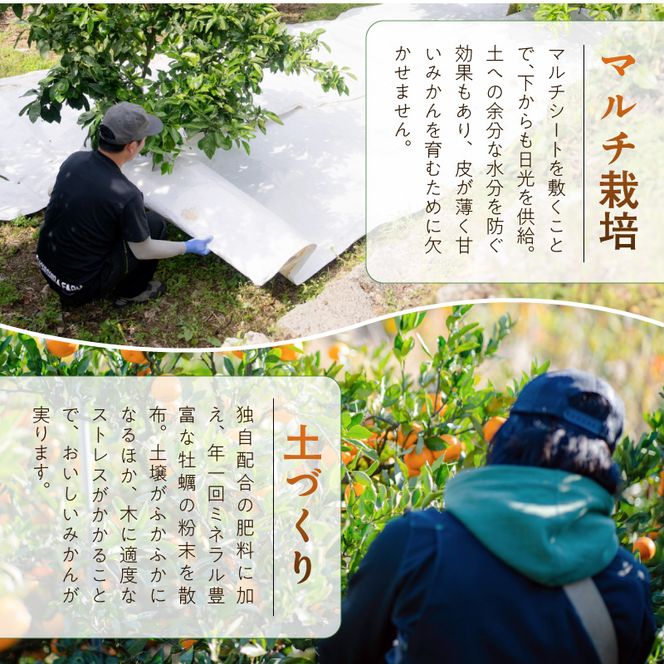 ZE6060n_和歌山県産 有田みかん 化粧箱 約4.5kg Lサイズ【まごころ手選別】