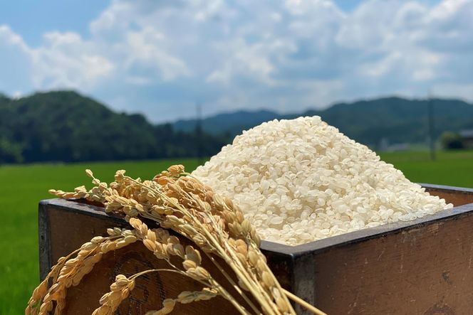 令和8年産 特別栽培米コシヒカリ 丹後椿（京丹後森本産） 2kg【定期便6回】ご飯 ごはん おにぎり お弁当 おいしい コメ コシヒカリ 新米 こうのとり コウノトリ 米 生産者応援 農家応援　AG00029