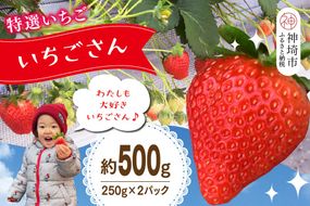 【先行受付 令和8年1月下旬より発送開始】期間限定 特選いちご(いちごさん) 250g×2パック【苺 イチゴ ブランドいちご 朝採れ デザート スイーツ フルーツ 誕生日ケーキ バレンタイン】(H101106)