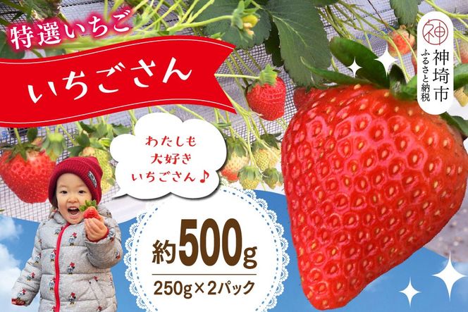 【先行受付 令和9年1月下旬より発送開始】期間限定 特選いちご(いちごさん) 250g×2パック【苺 イチゴ ブランドいちご 朝採れ デザート スイーツ フルーツ 誕生日ケーキ バレンタイン】(H101106)