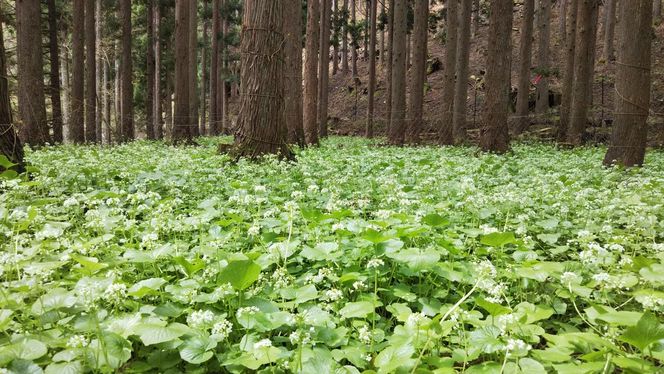 葉わさびの醤油漬け 瓶詰 5個 セット 詰め合わせ 葉わさび 醤油漬け わさび ワサビ ご飯のお供 山菜 おつまみ つまみ 漬物 漬け物 京都 