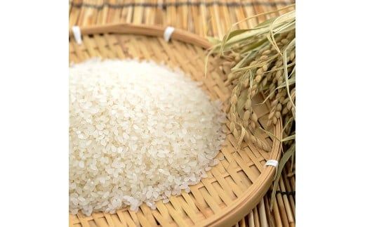 コシヒカリ 5kg 5キロ 精米 白米 お米 ご飯 ごはん 米 kome こめ こしひかり 高知県産 国産 お取り寄せ 常温 高知県 高知 土佐市【森岡　敬】 [BQBA002]