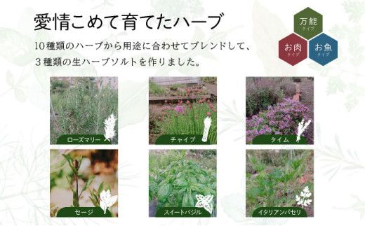 選べる！限定生産！手摘み生ハーブソルト