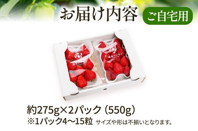 アフター保証 あまおう 約550g（約275g×2パック）（先行受付／2025年1月以降順次発送予定）いちご 大粒 不揃い 苺 イチゴ 福岡高級 フルーツ 土産 福岡県