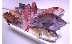 ＼朝どれ新鮮／ 鮮魚セット (小) 約3kg 目利きのプロが厳選した旬の魚をその日の内に発送！【nss404】