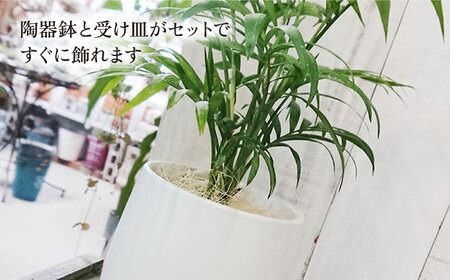 テーブル ヤシ 糸島市 / cocoha[AWB009] 観葉植物 緑 グリーン 室内 インテリア ヤシの木 テーブルヤシ
