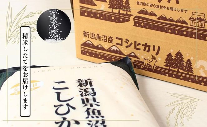 米 定期便 12ヶ月 コシヒカリ 金印 5kg 精米 白米 お米 魚沼産コシヒカリ 新潟米 新潟 十日町市 定期 12回