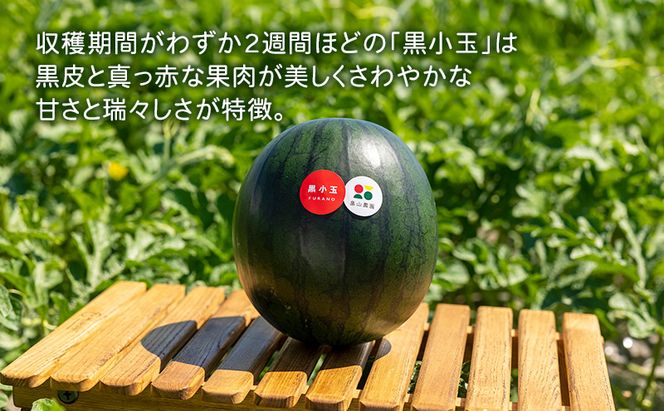 【2026夏発送】黒こだま スイカ 1玉 (2kg以上) 北海道 富良野産 すいか 西瓜 夏 フルーツ ふらの 甘い 糖度 小玉 (畠山農園)