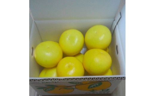 ＜2026年1月下旬より順次発送＞訳あり 嬉龍の土佐文旦 約5キロ L - ４Lサイズ 