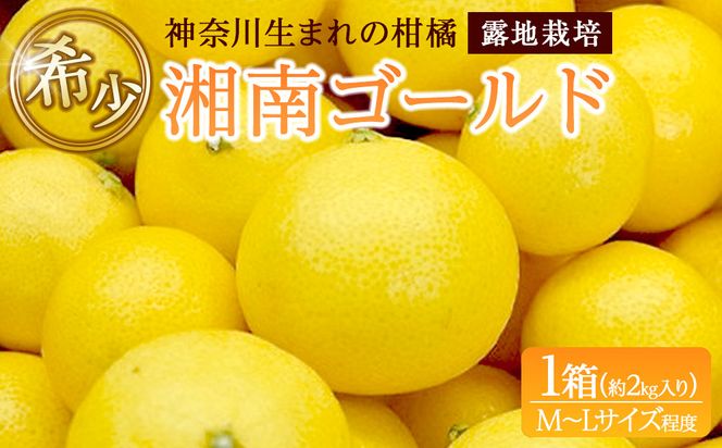 〈希少商品〉神奈川生まれの柑橘 「湘南ゴールド」( 露地栽培)＜出荷開始：２０２６年３月６日出荷開始～２０２６年３月３１日出荷終了＞【フルーツ オレンジ 果物 柑橘 贈答用 家庭用 自宅用  神奈川県小田原市】 142069_GP001