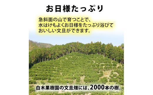 【先行予約】【果樹園直送】土佐文旦 4L 2個入り 1.5kg 大玉〈2027年2月中旬～3月中旬頃発送〉 特選品贈答用 果物 柑橘 フルーツ ぶんたん ブンタン 文旦 お取り寄せ 産地直送 おいしい 高知県 土佐市 【白木果樹園】 [BQAI003]