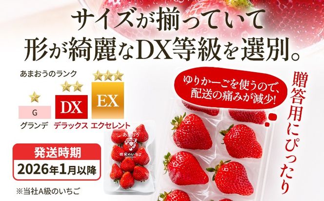 アフター保証 あまおう 8～9粒入り×4パック 【先行受付／2026年1月以降順次発送予定】いちご 大粒 不揃い DX デラックス エクセレント 苺 イチゴ 福岡高級 フルーツ 土産 福岡県