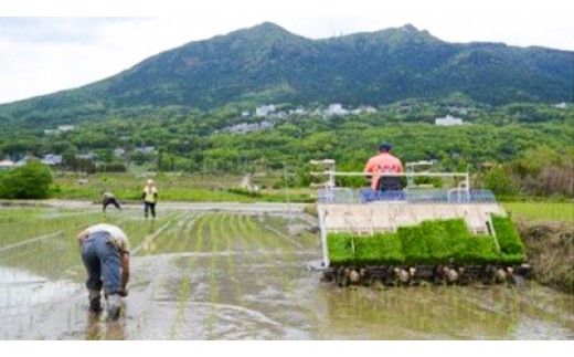 【 精米 】 百笑米 「 天の恵 」 有機栽培 ミルキークイーン 25kg R7年産 米 コメ 茨城県 単一米 [AC023ci]