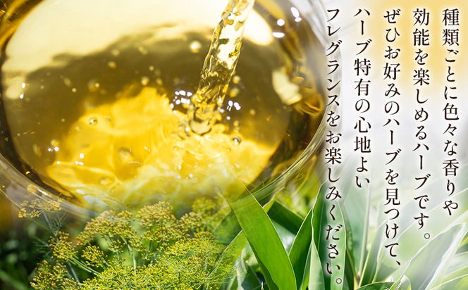 おやすみ月桃・ディルシードブレンドハーブティー 18袋 - お茶 飲み物 ティーバッグ 茶葉 のし ギフト 父の日 母の日 お礼 御礼 GreenBase 高知県 香南市 gr-0144