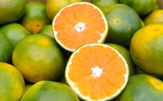 福岡限定 オリジナルブランド みかん「早味かん」約2kg【配送不可：離島】 果物類 柑橘類 フルーツ 